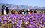 این کشورها مشتری زعفران ایرانی هستند / افزایش 3 برابری صادرات زعفران ایران به افغانستان